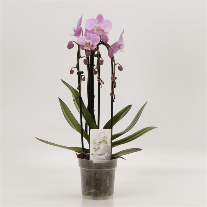 Phalaenopsis Elegant Cascade Cascades Triboga Roze, D 12