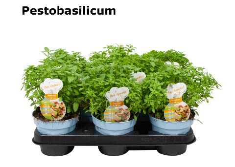 Basilicum pesto fijnbladig, D 12 cm
