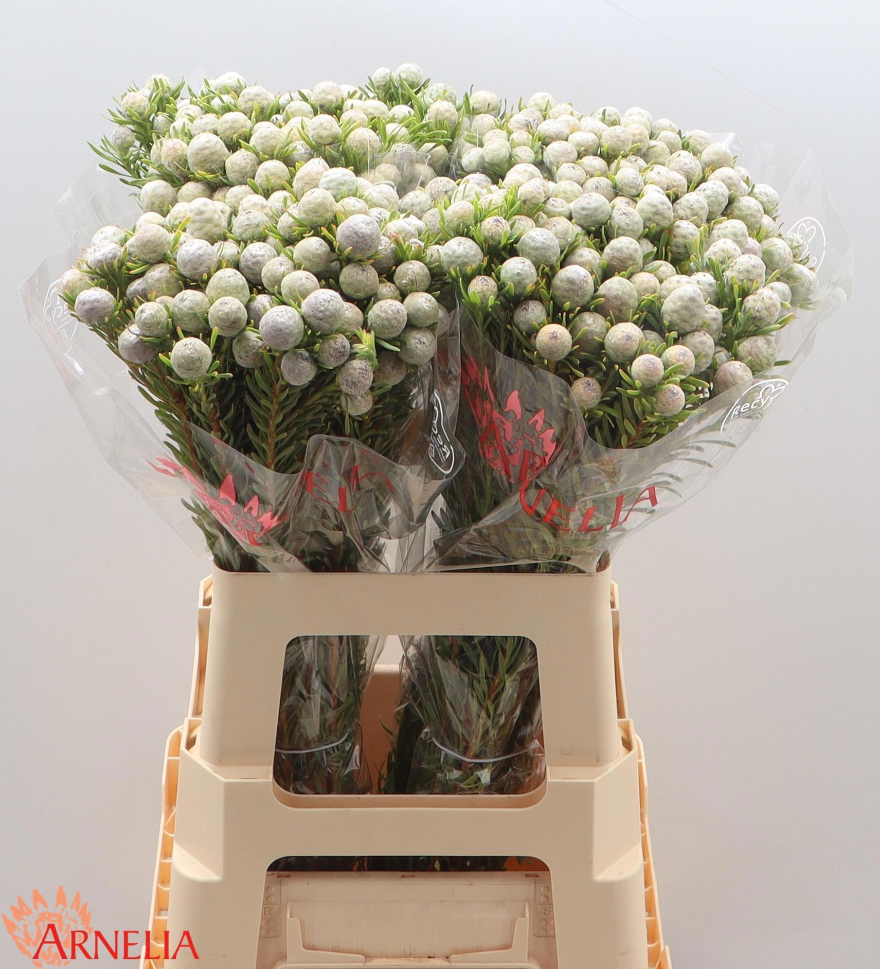 Леукадендрон Джейд Перл Спрей 60, шт.