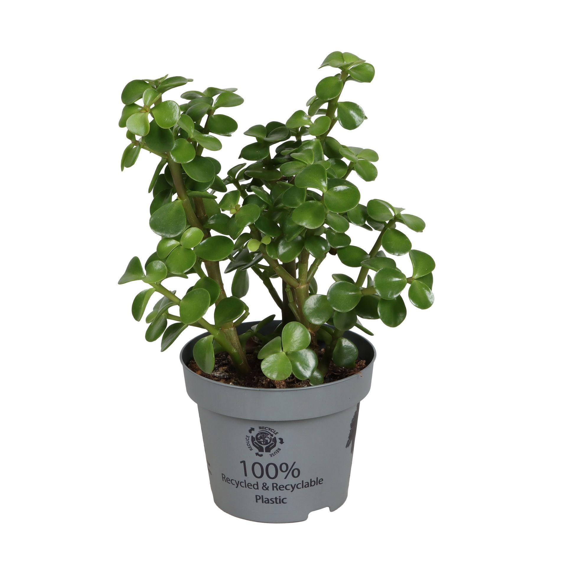 Portulacaria Afra Elephant bush 12 cm, D 12