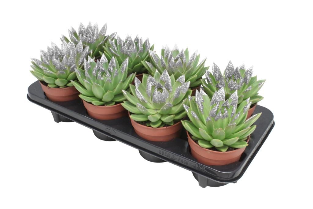 Miranda + silver Natureglit® points, D 12 cm