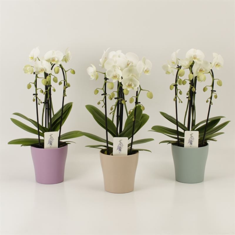 Phalaenopsis Elegant Cascade Triboga wit in Moederdag keramiek, D 12