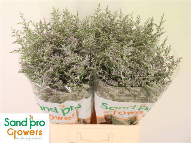 Лимониум Мисти Блю 60, шт.