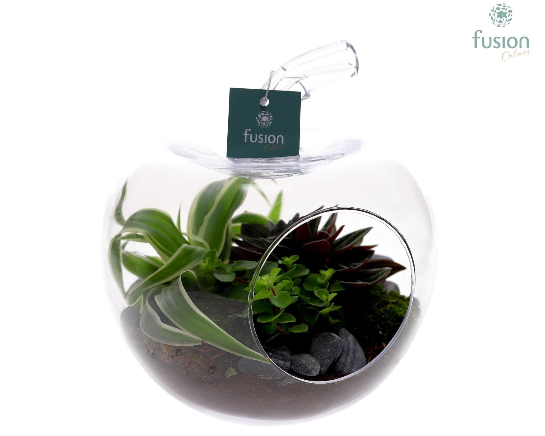 Glas Appel met Arrangement, D 18