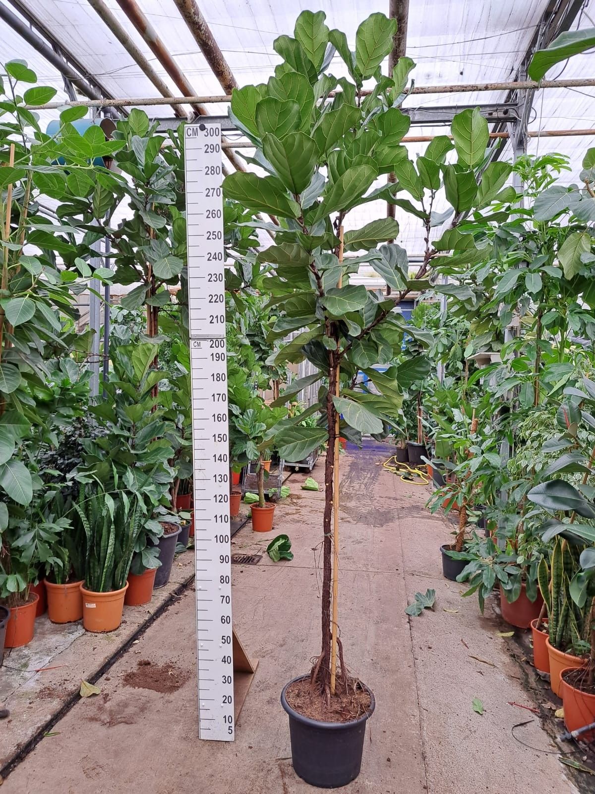 Ficus Lyrata stam 300, D 45