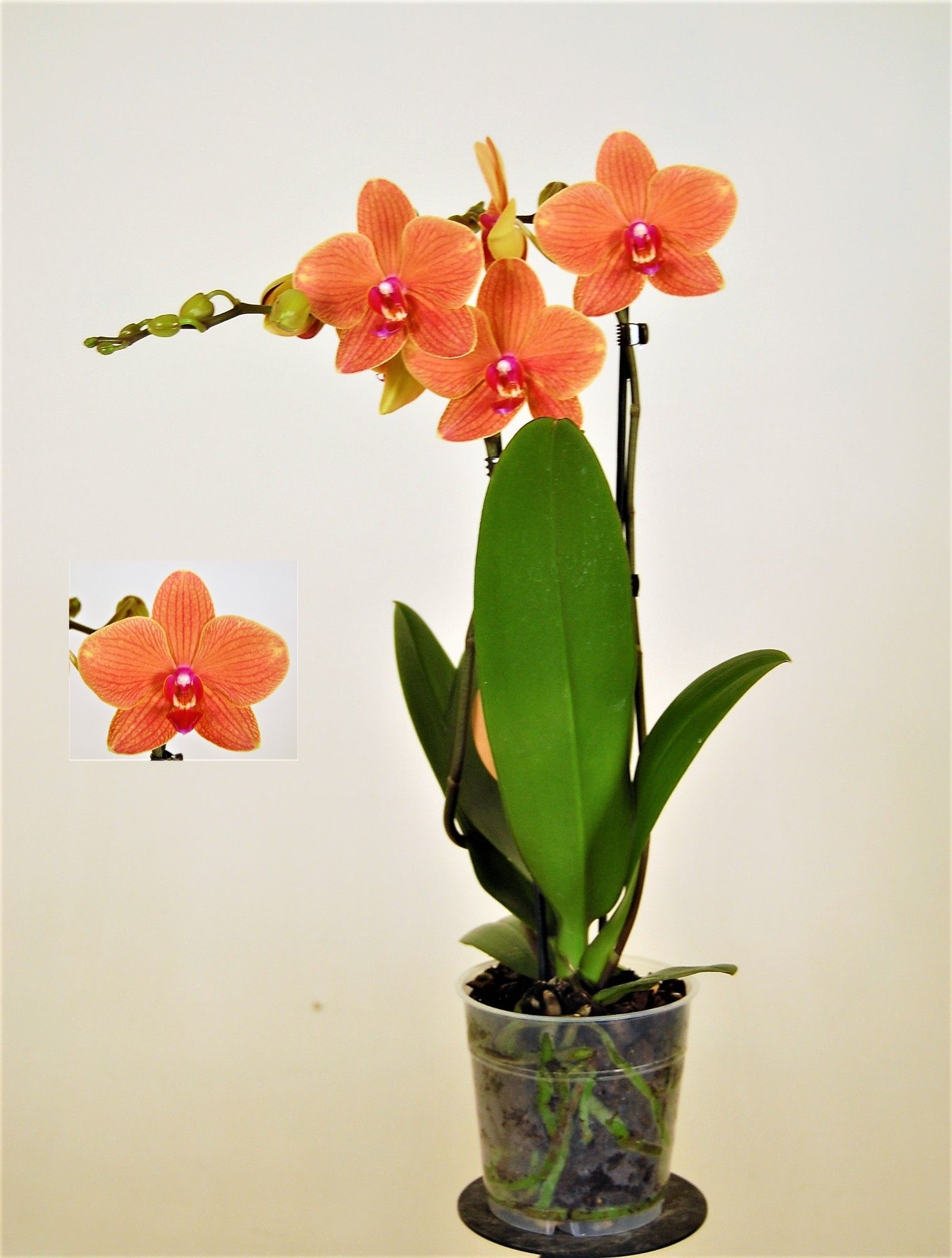 Apple Pie 2 Tak, D 12 cm