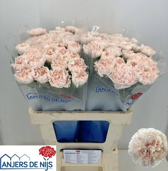 Диантус од. Брют, шт.