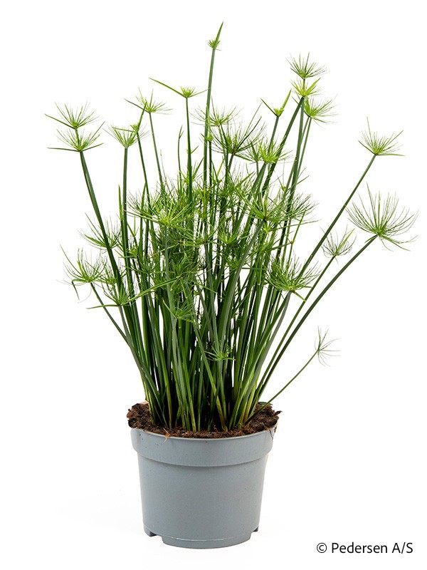 CYPERUS HASPAN, D 17 cm