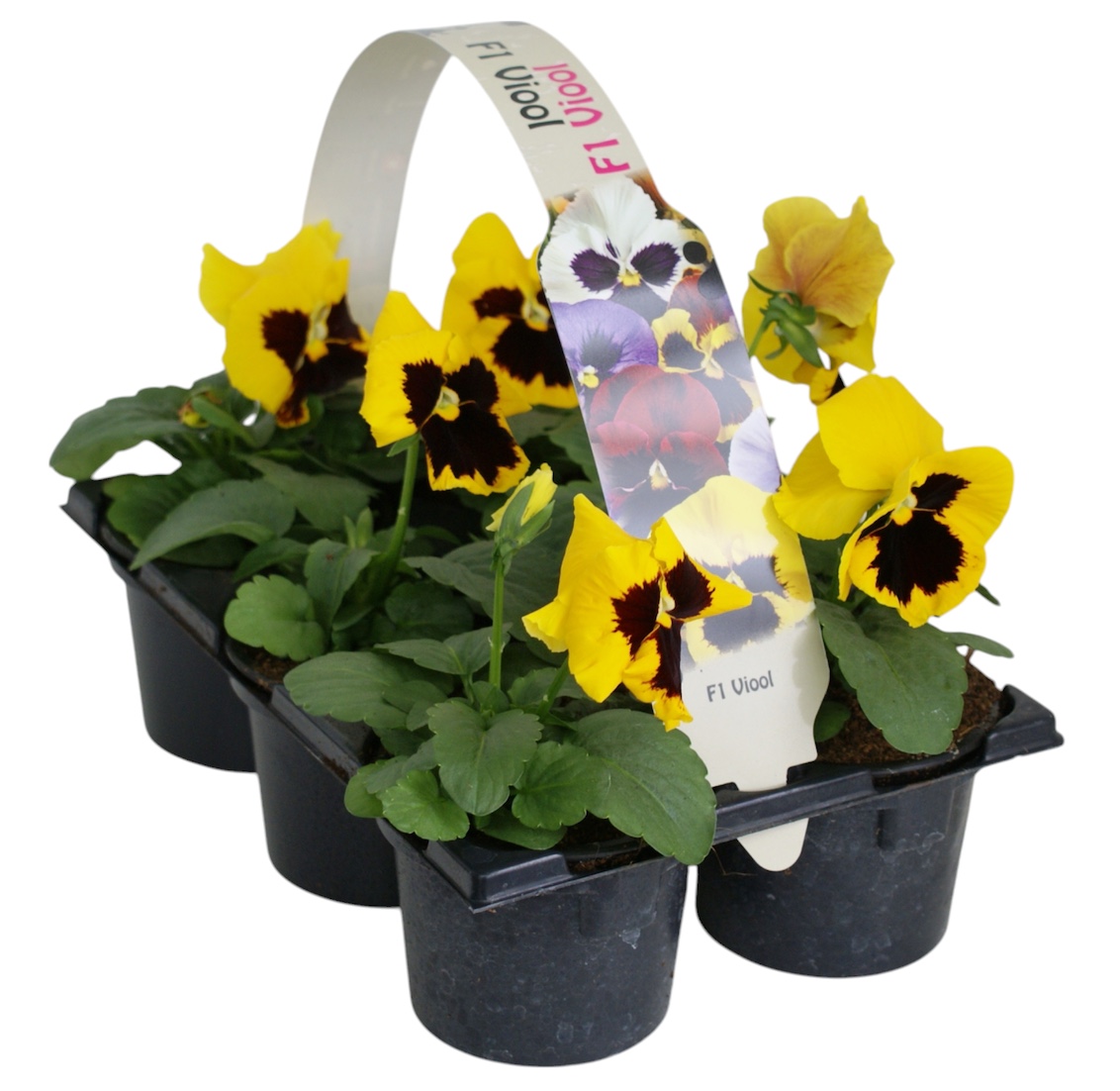 Viool F1 Geel met oog 6p, D 9 cm Viool F1 Geel met oog 6p, D 9 cm
