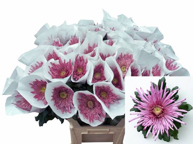 Хризантема од. Узури Перпл 80, шт.