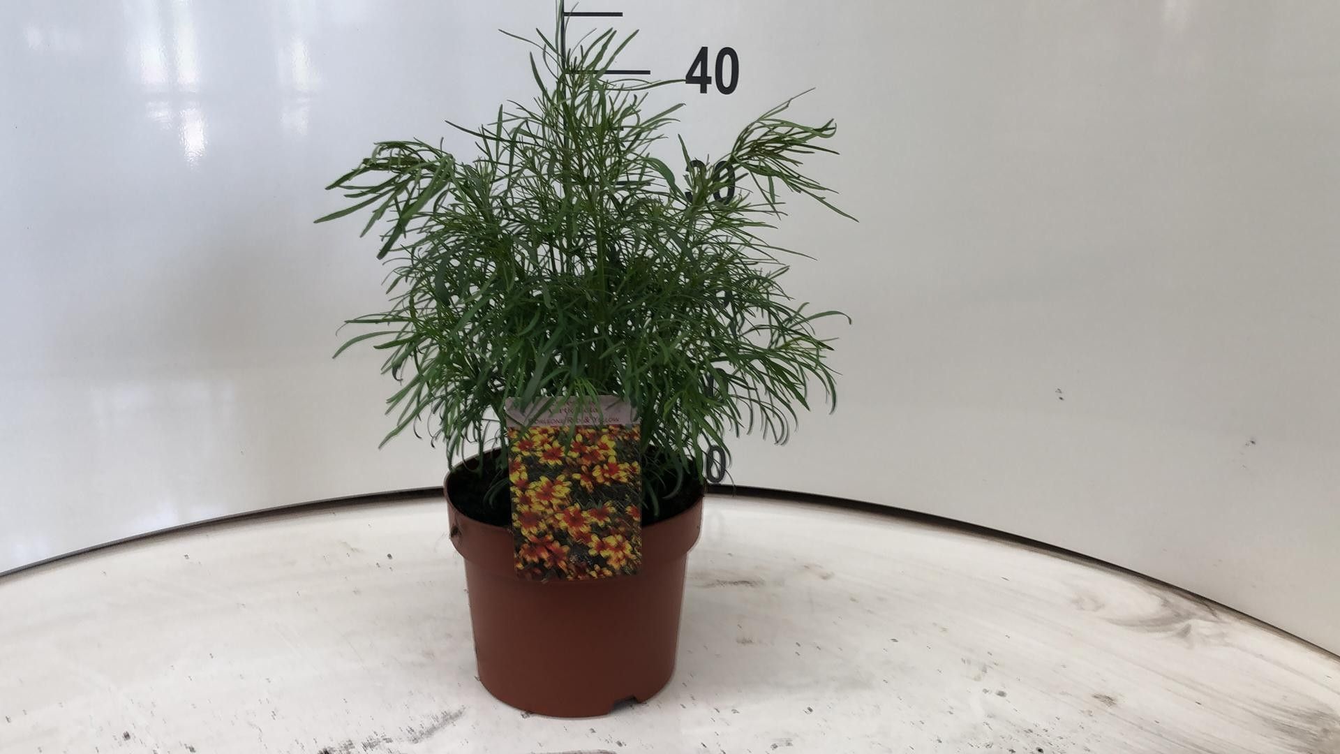 507 DVDS : P19 Coreopsis Verticillata Corleone Red & Gold, D 19