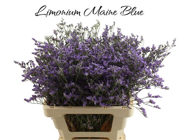 Лимониум Мейн Блю 60, шт.