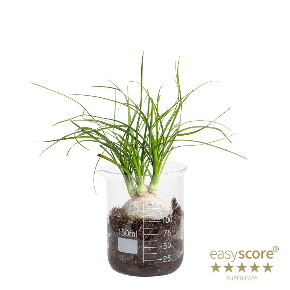 Lab Glass, Beaucarnea rec. ´Nolina´, D 7