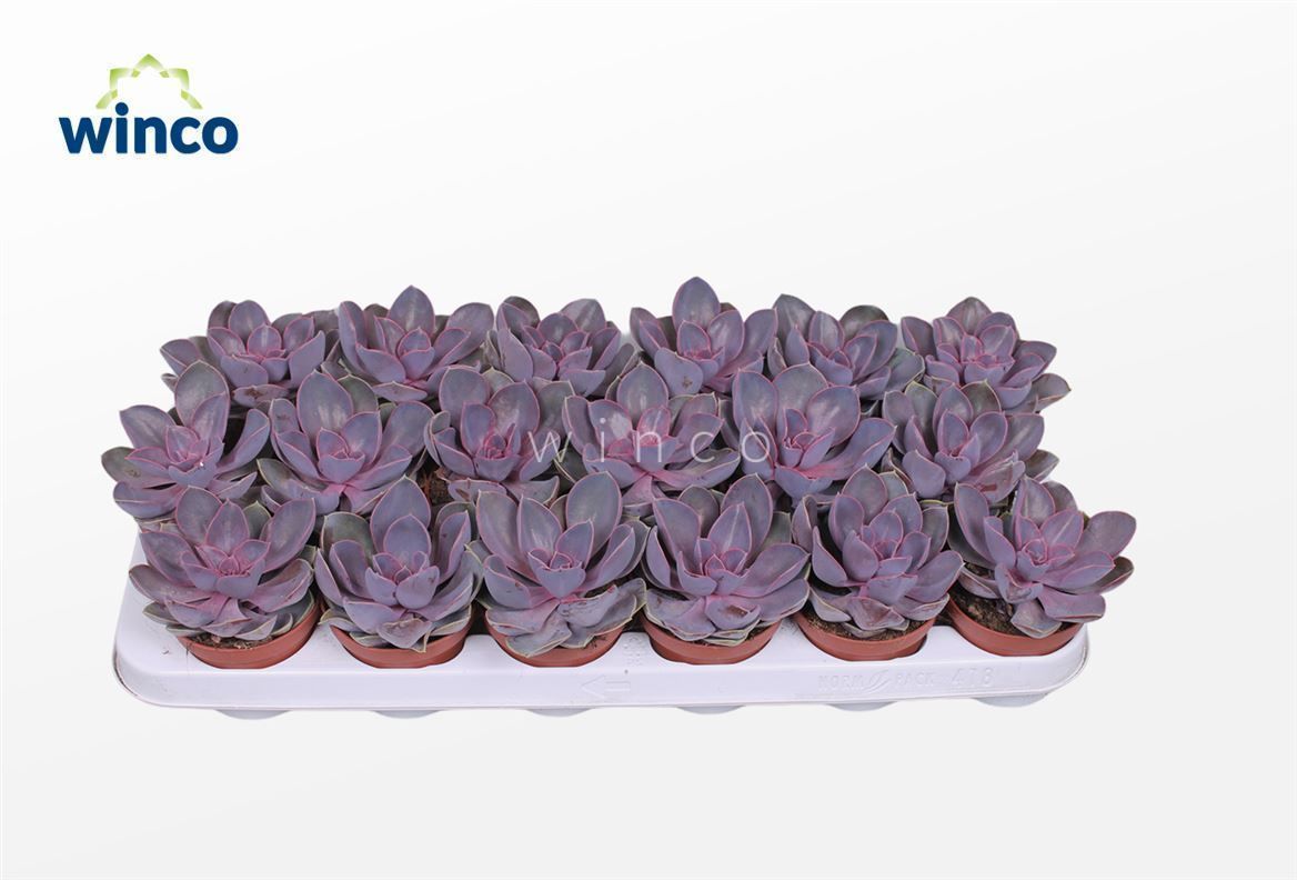 Echeveria Metallica Pearl, D 8,5 cm