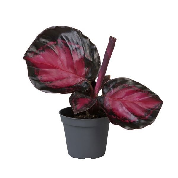 Calathea Crimson� 6 cm, D 6 cm