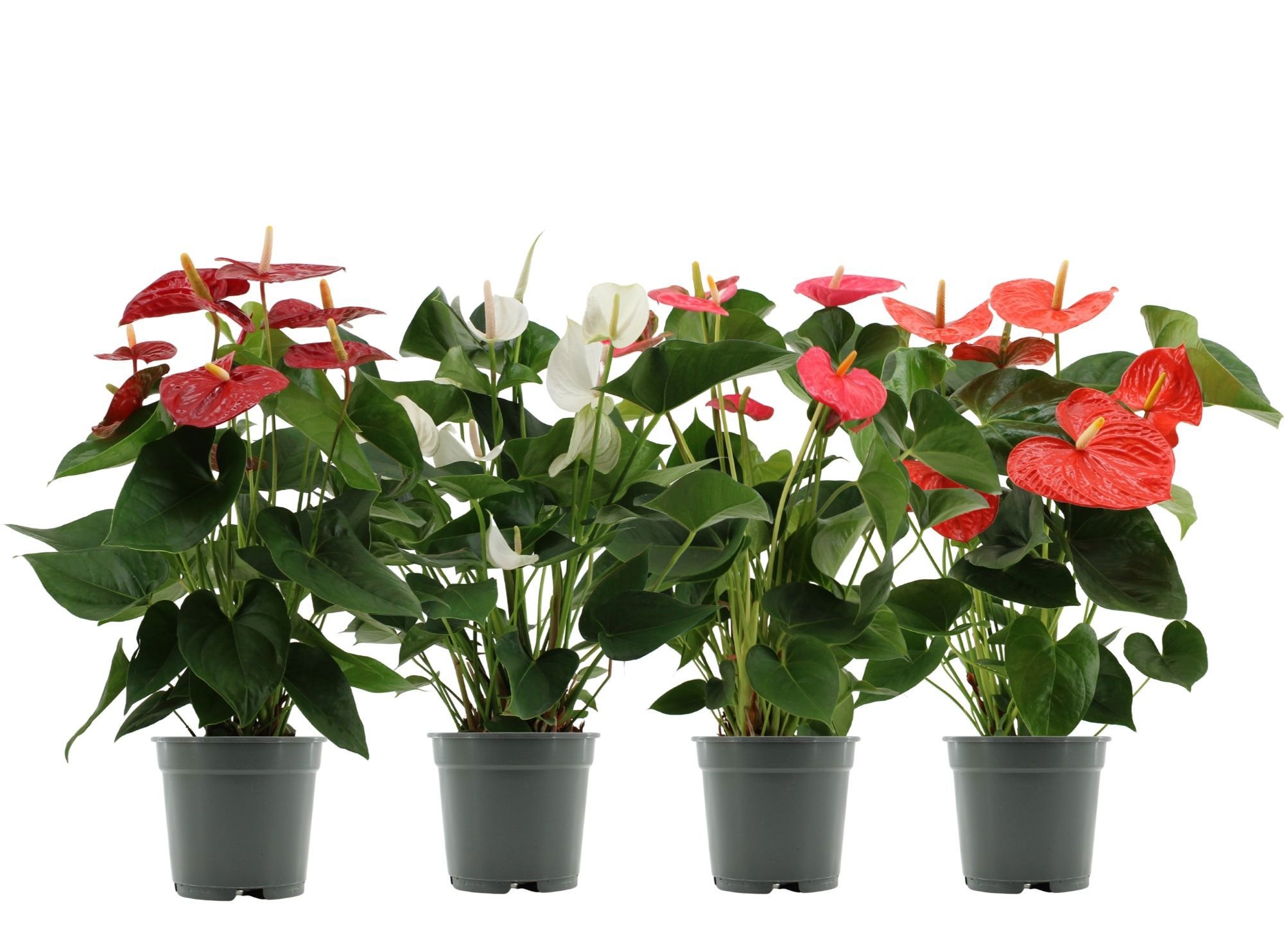Anthurium 17 cm 4 color mix in transparant sleeve, D 17