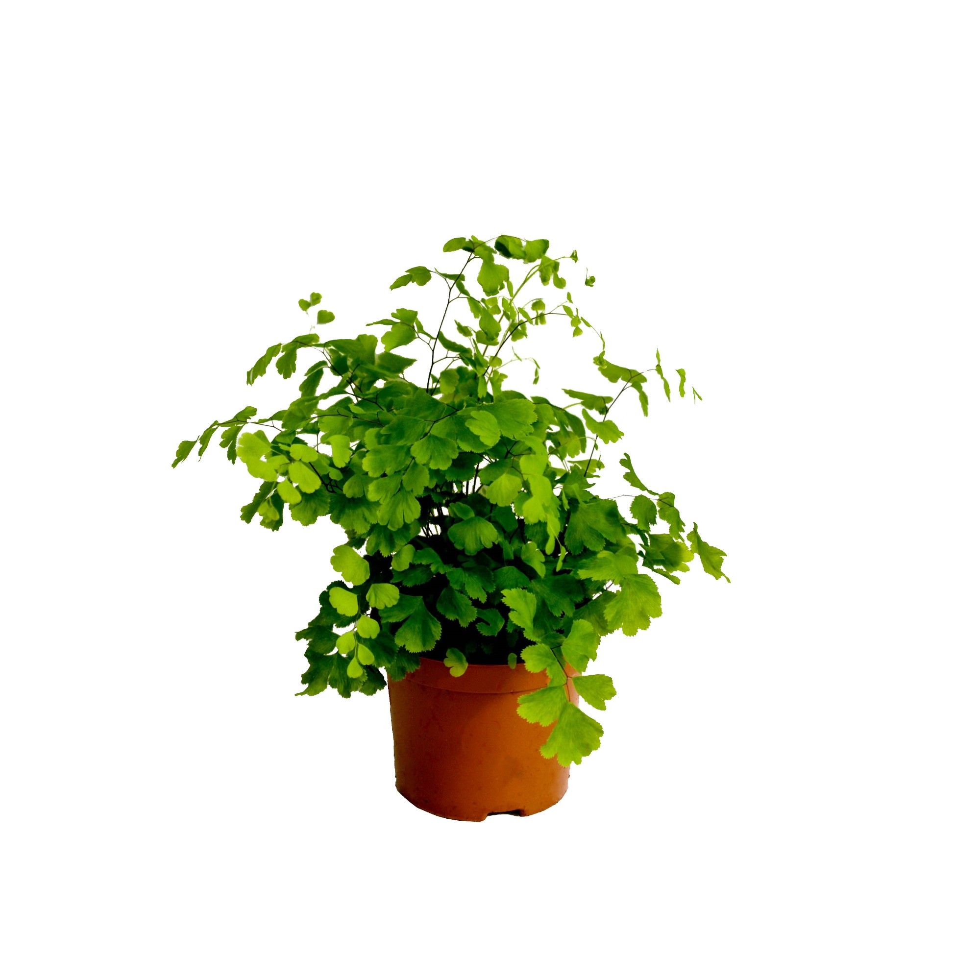 Adiantum Raddianum 'Fragrans', D 8,5 cm Adiantum Raddianum 'Fragrans', D 8,5 cm