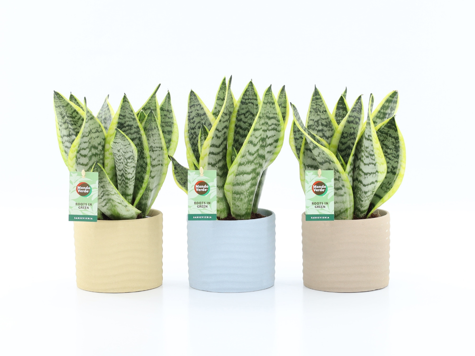 Sansevieria 'Futura Superba' in Ibiza keramiek, D 13