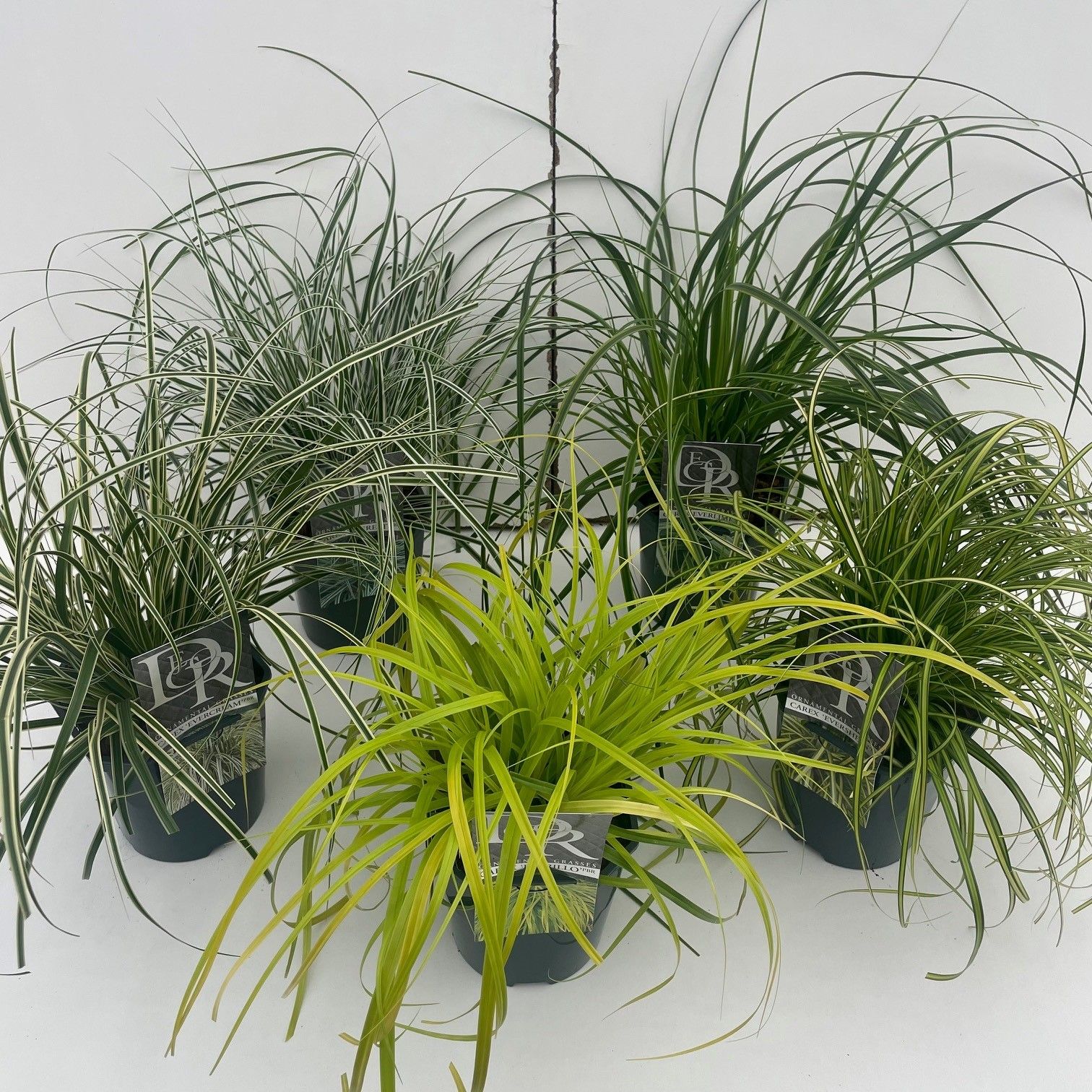 Carex Mixcc Exclusief V2, D 17