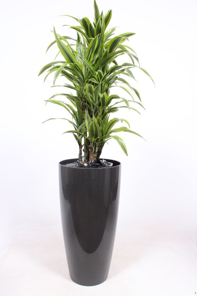 Dracaena Lemon Lime in Santorini pot "antraciet", D 33