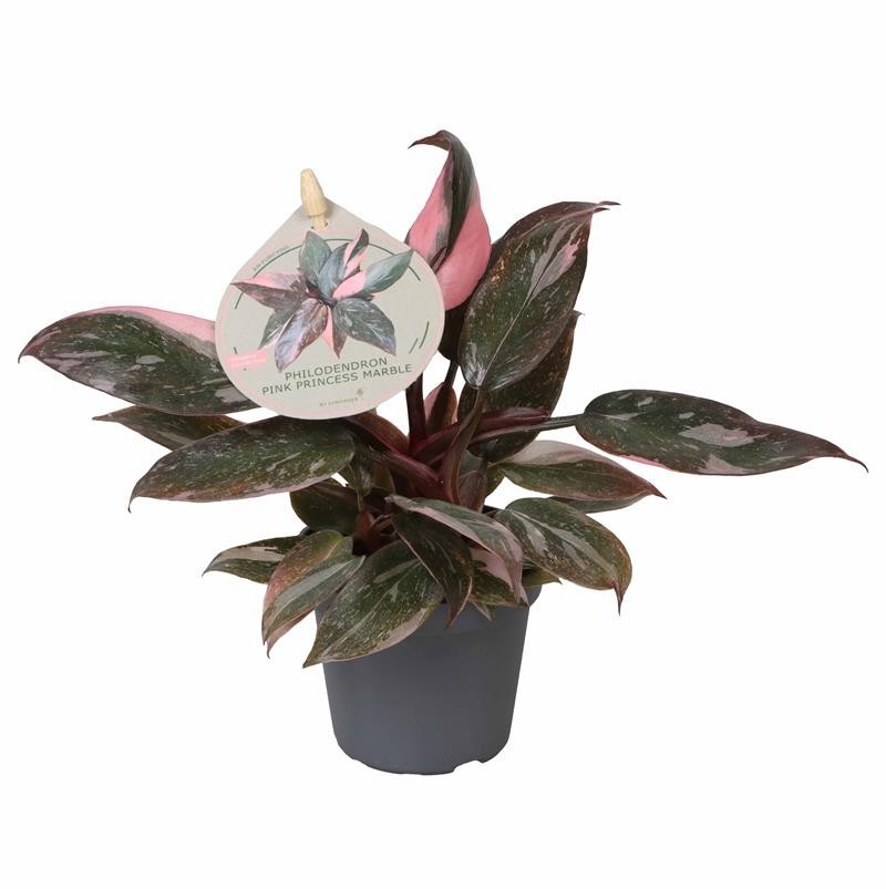 PHILODENDRON-HYBRID 'PINK PRINCESS MARBLE', D 6 cm