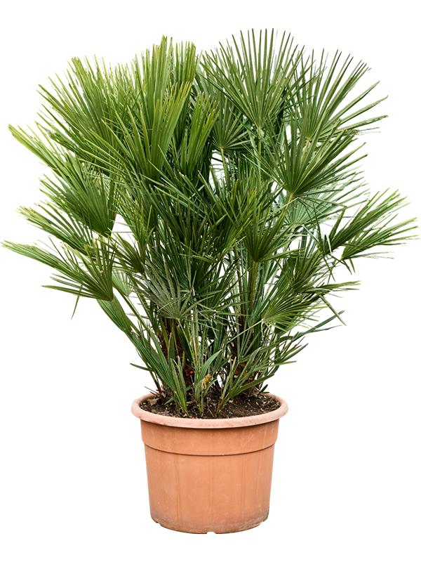 Chamaerops humilis, D 50