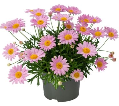 Argyranthemum La Rita "Salmon Pink", D 13