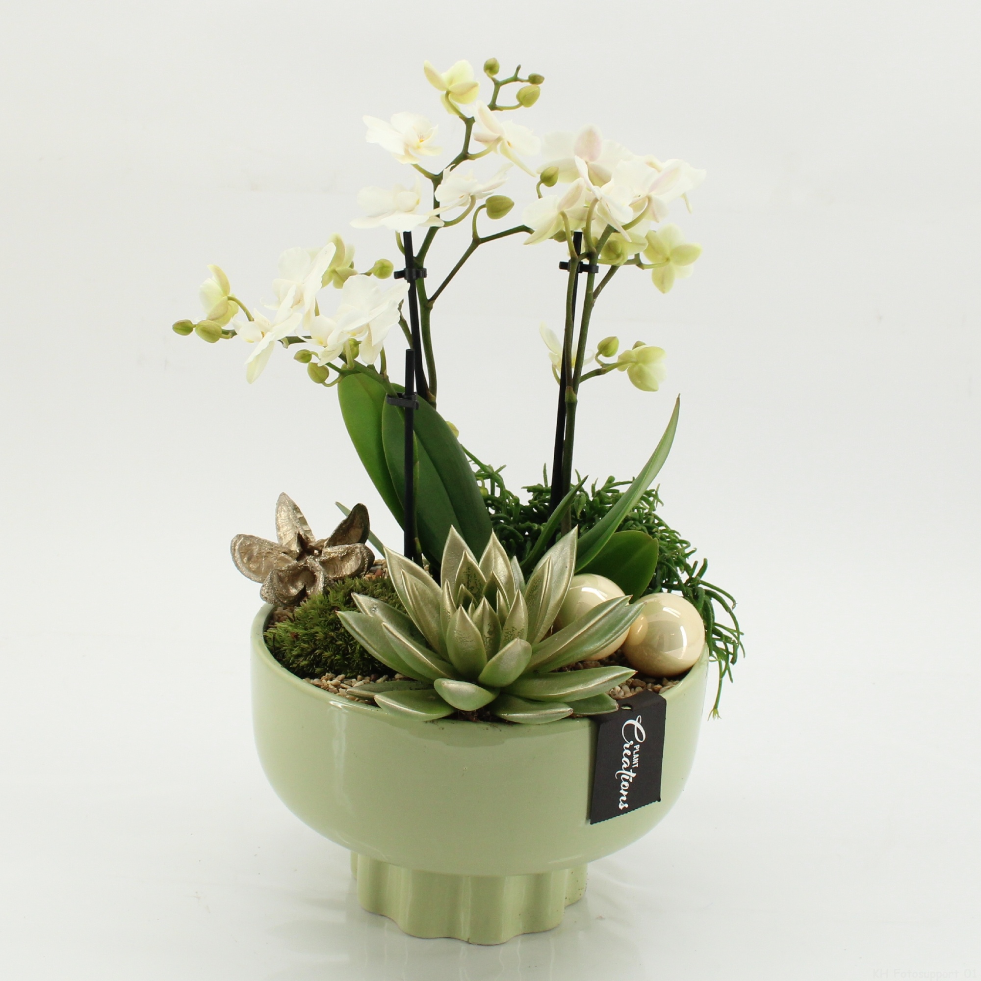 LICR-2530 Limited Phalaenopsis Xmas, D 22 cm LICR-2530 Limited Phalaenopsis Xmas, D 22 cm