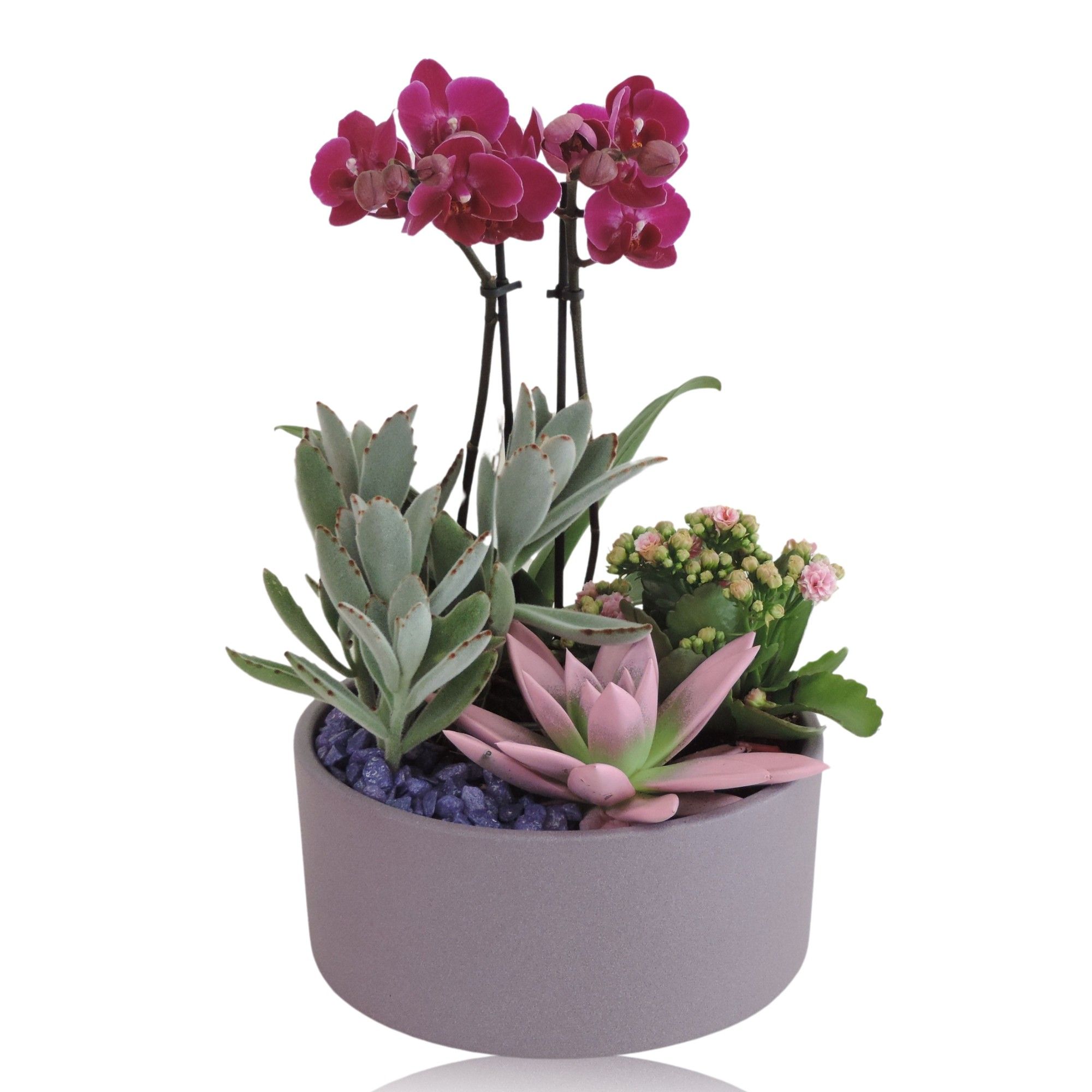 Arrangement Phalaenopsis 2 tak Keramiek schaal Lila Stone 22 cm, D 22