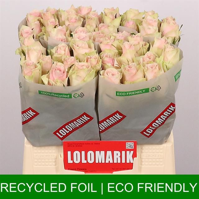 Роза од. Пинк Атена 40, шт.