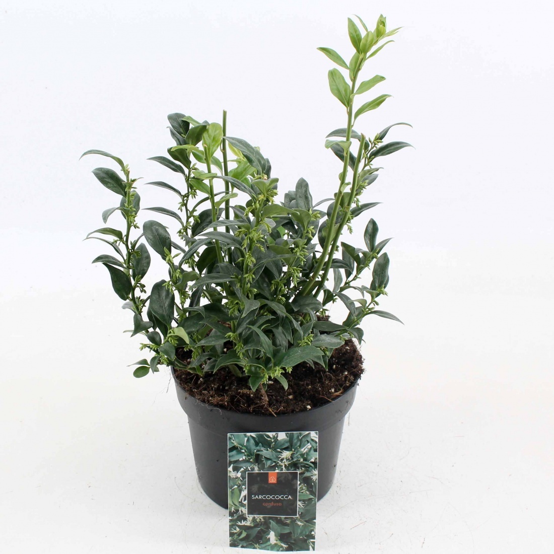 Sarcococca confusa, D 17