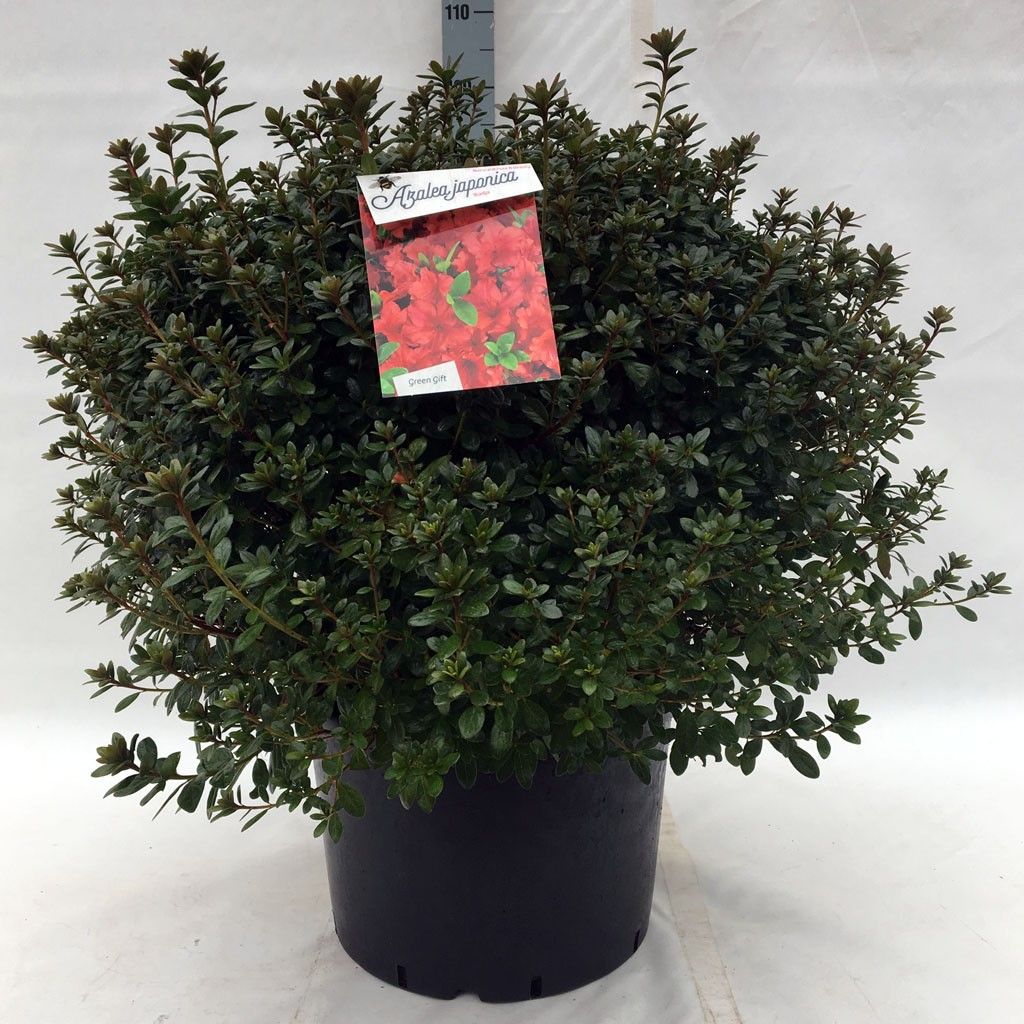 Rhodo. (AJ) 'Radja' orange, D 45