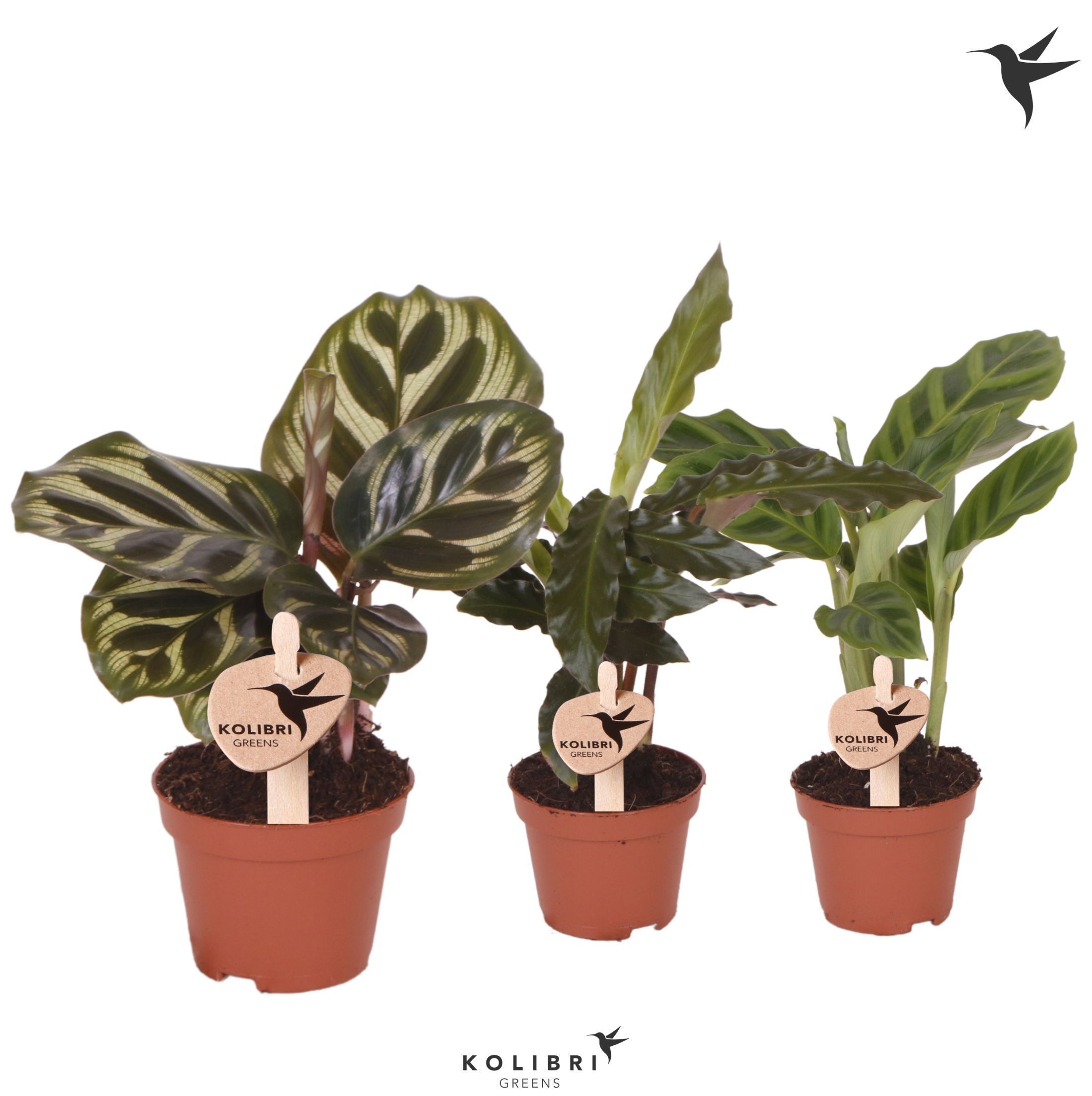 Kolibri Greens Calathea mix, D 6