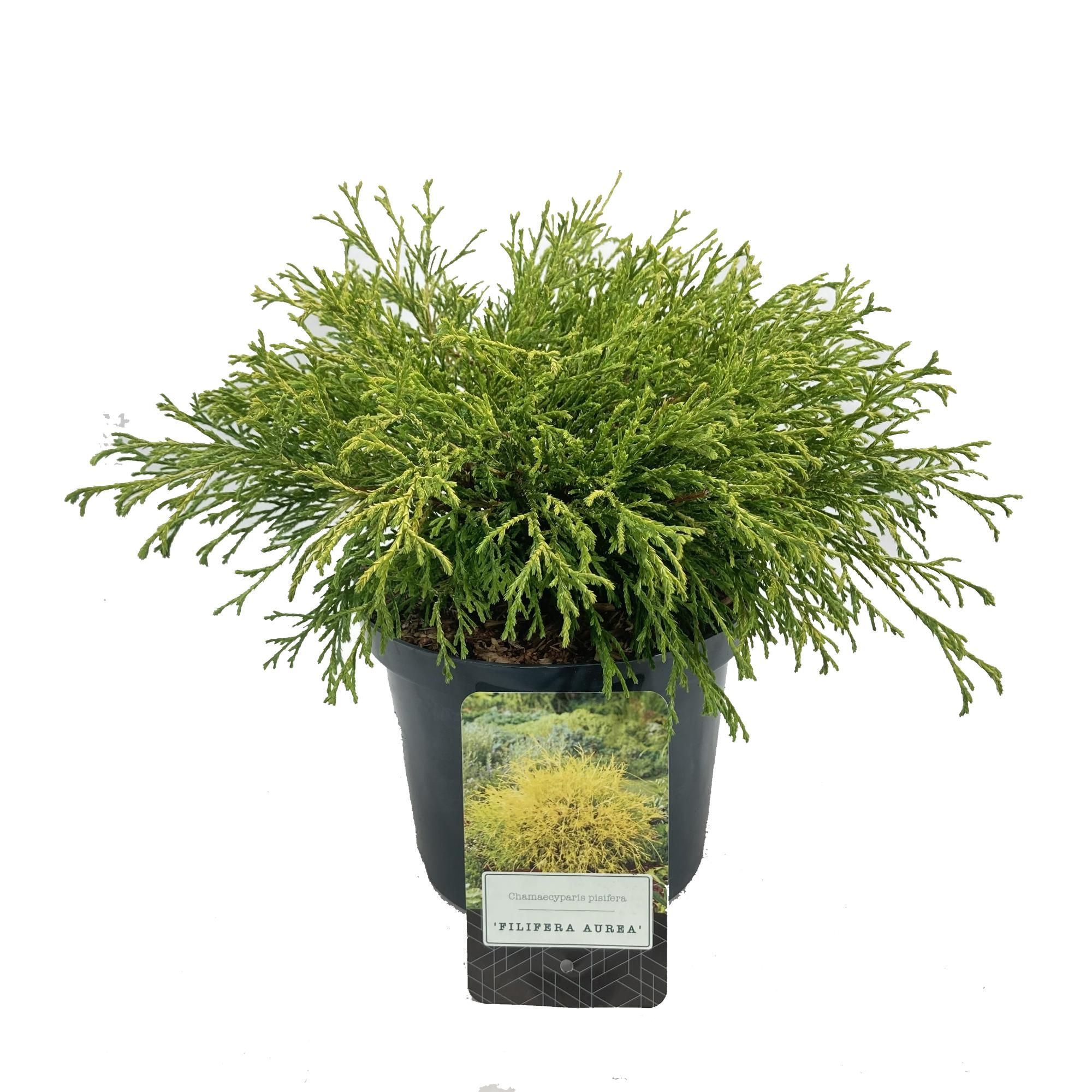 Chamaecyparis pisifera 'Filifera Aurea', D 18 cm Chamaecyparis pisifera 'Filifera Aurea', D 18 cm