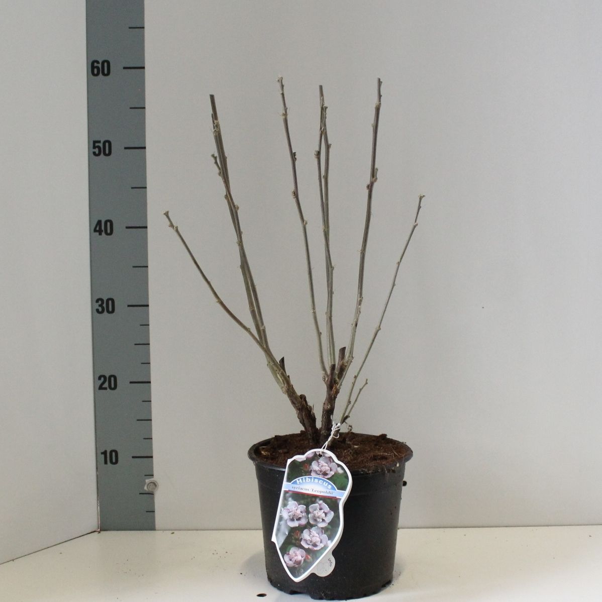 Hibiscus syr. 'Leopoldii', D 19