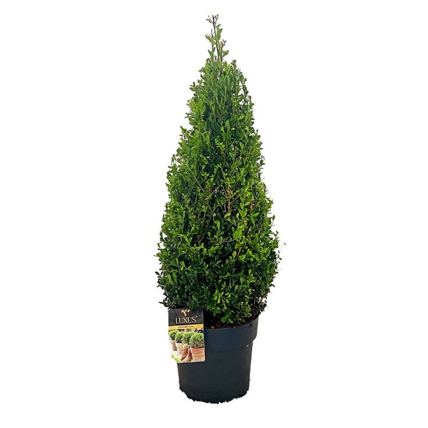 Ilex cr. Luxus® Pyramide 80-90 cm c12/p30, D 30