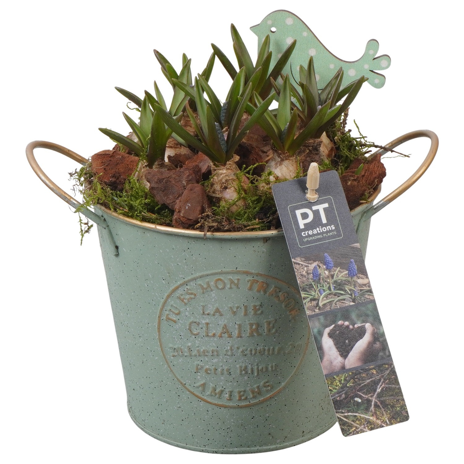 PTMB6136 Arrangement Muscari Blue in zink pot, D 13