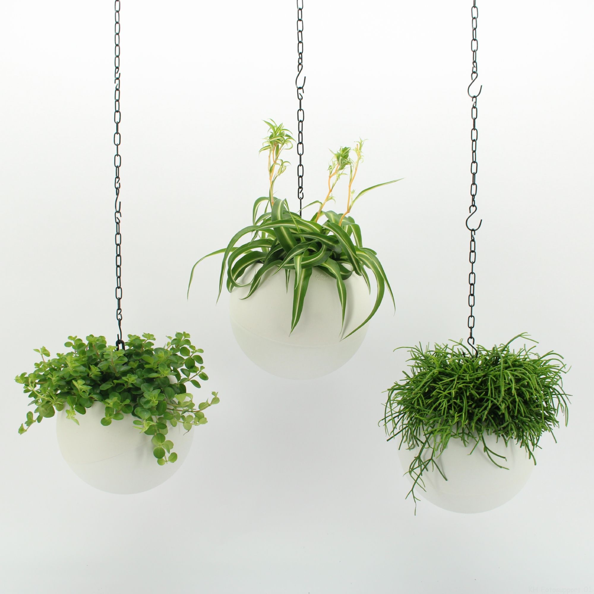 Globee Indoor Smit Mix 116, D 20