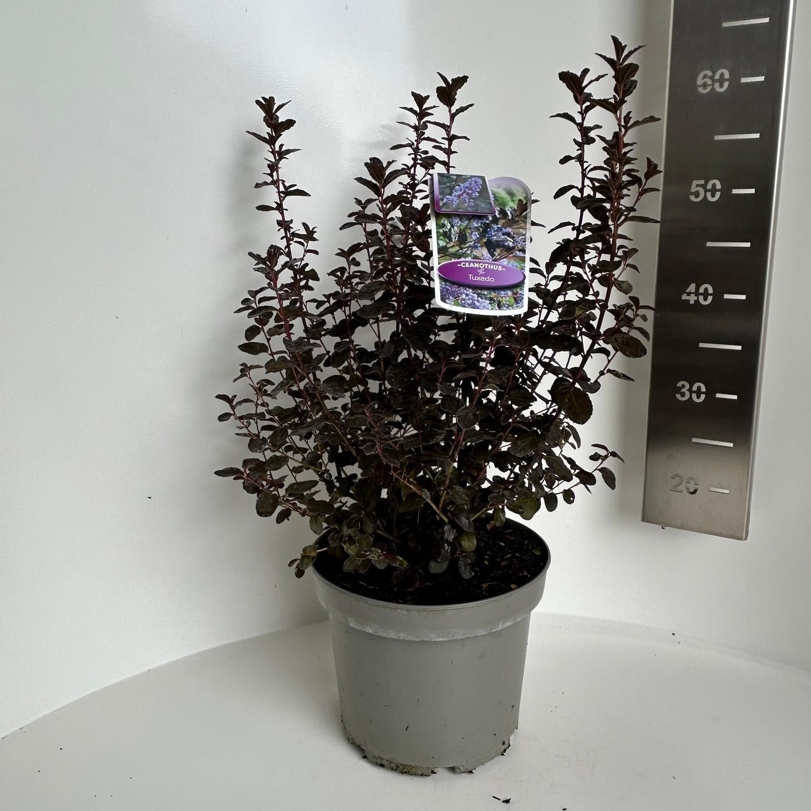 Ceanothus Tuxedo, D 23