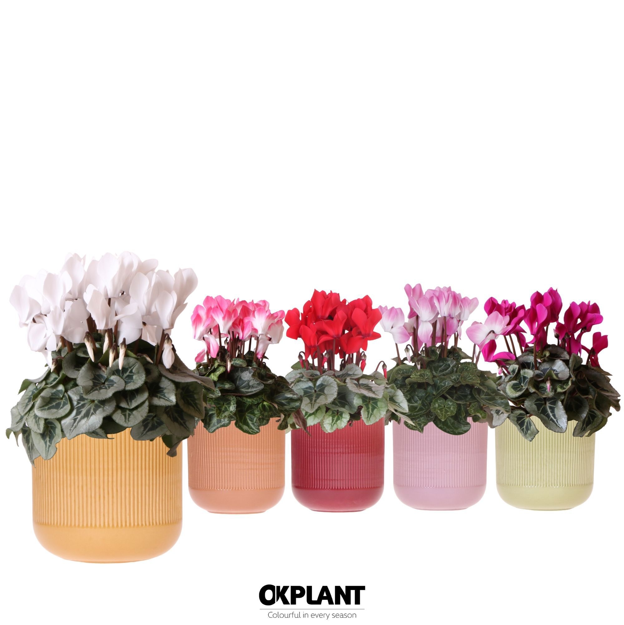 Cyclamen mix in Flare pot mix, D 12