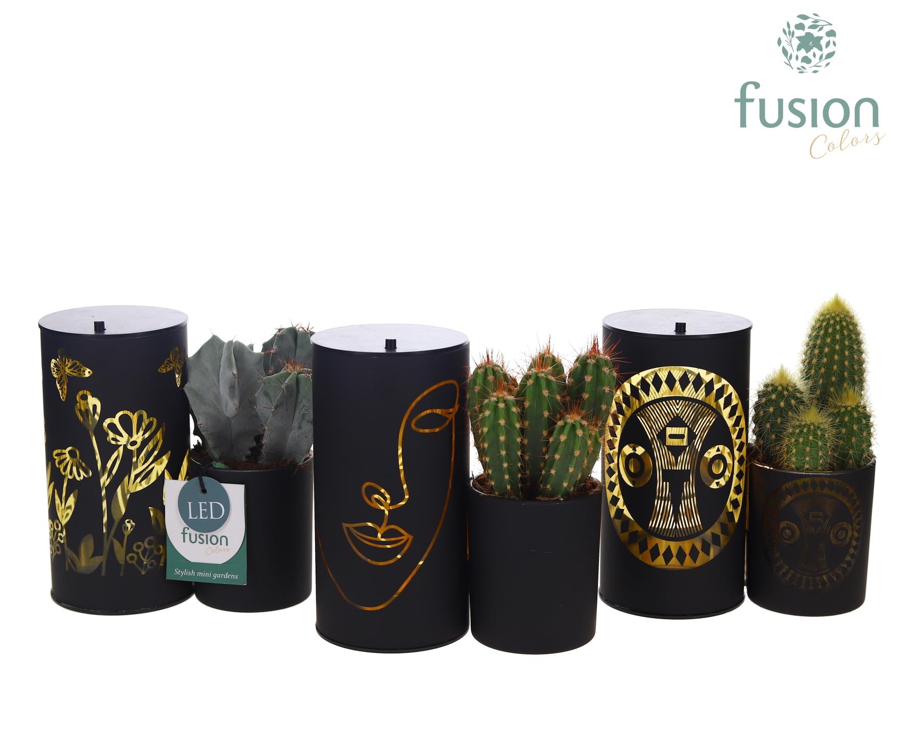 LED Duo glazen met Cactus, D 15