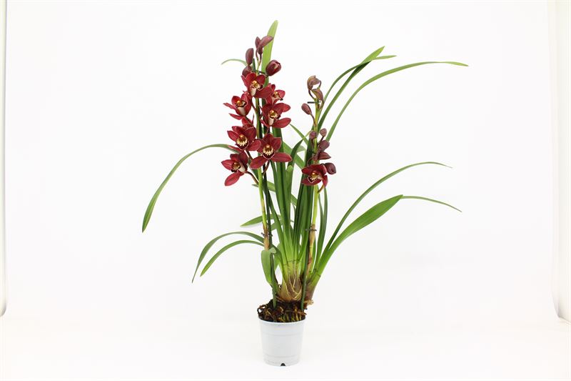 Cymbidium p12 Red Beauty Roy 2T10+, D 12 cm