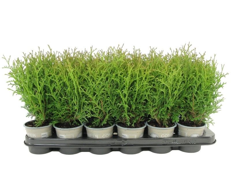 Thuja occidentalis 'Tiny Tim', D 9