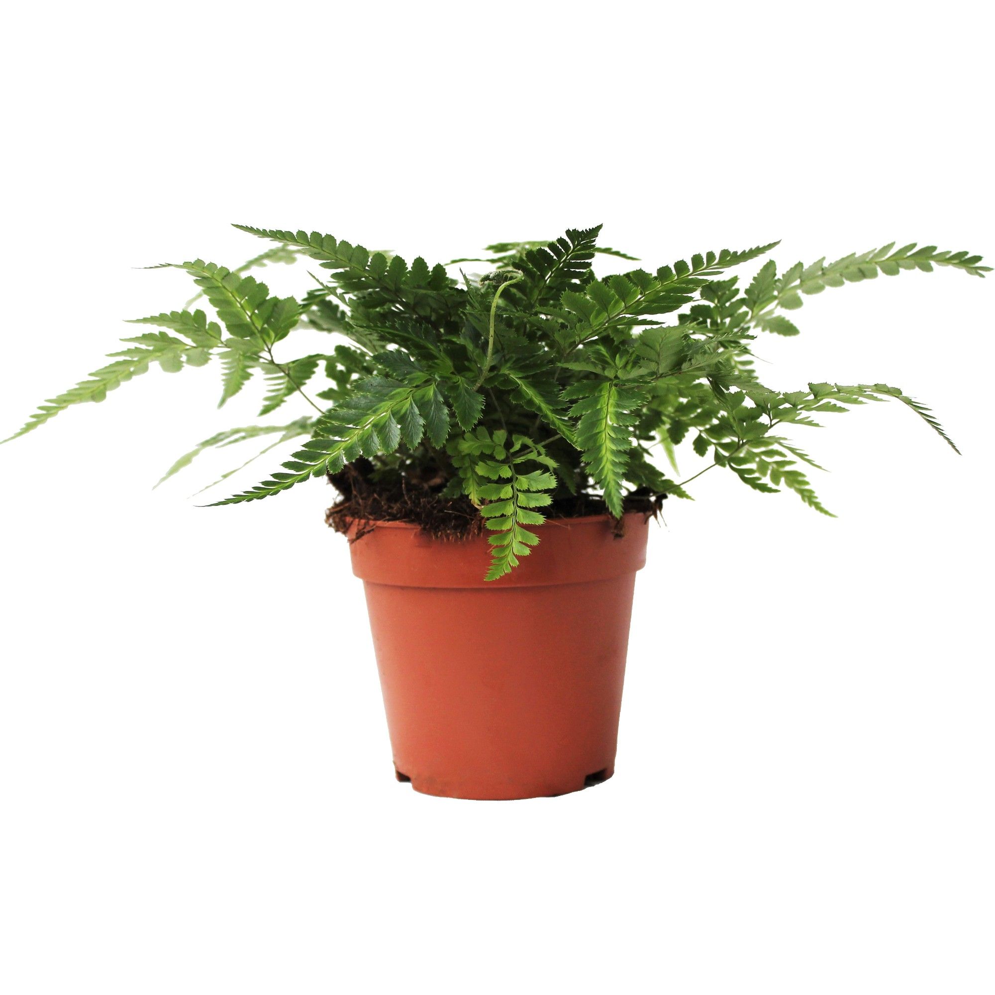 Rumohra Adiantiformis 'Variegata' (Winterhard), D 12