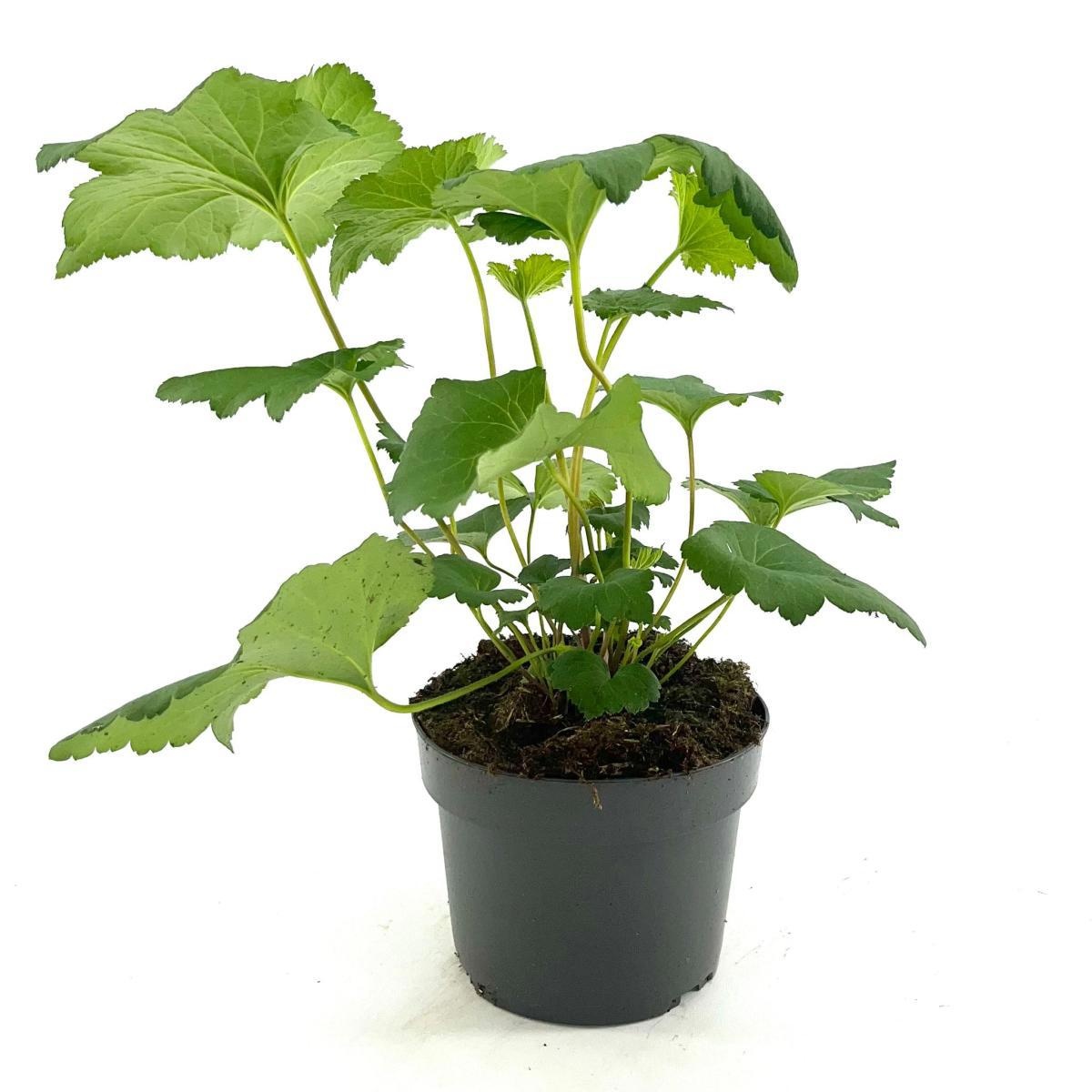 Anemone h. 'September Charm', D 17