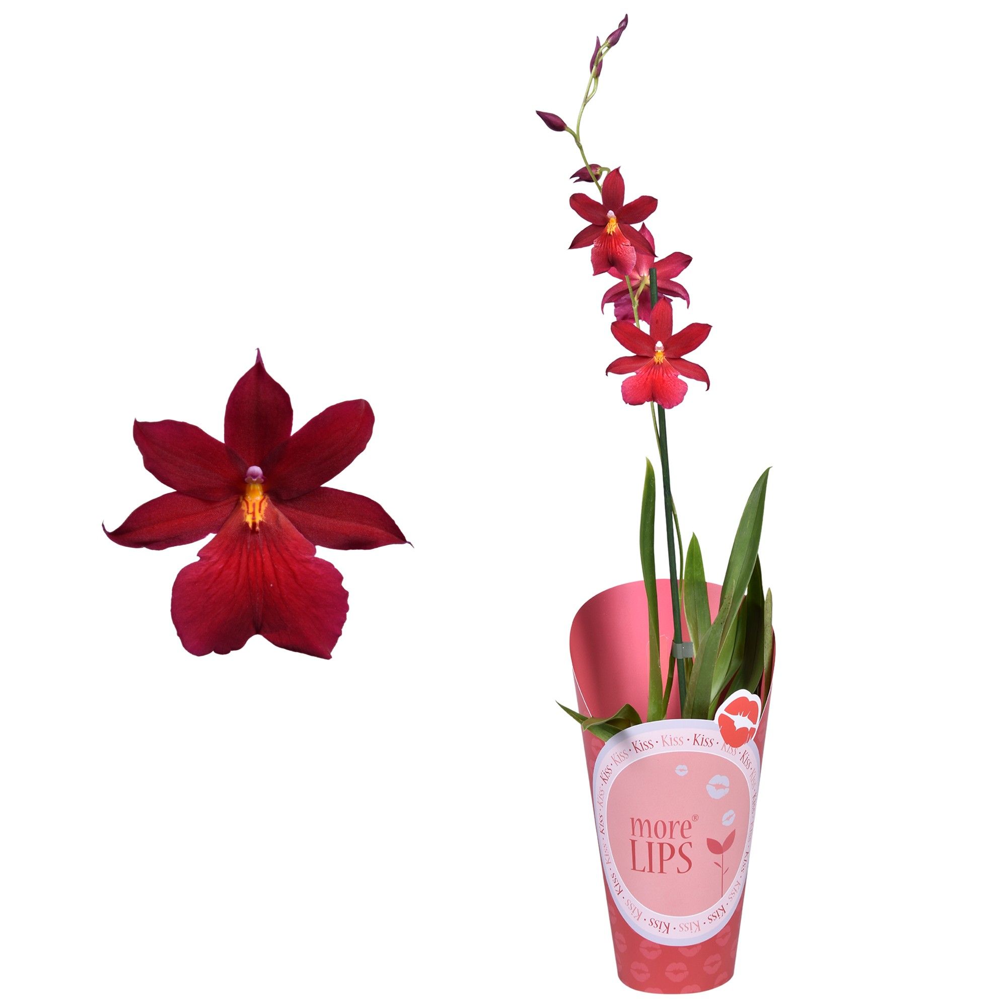 MoreLIPS® Cambria 'Nelly Isler' 1 tak met rode potcover, D 12