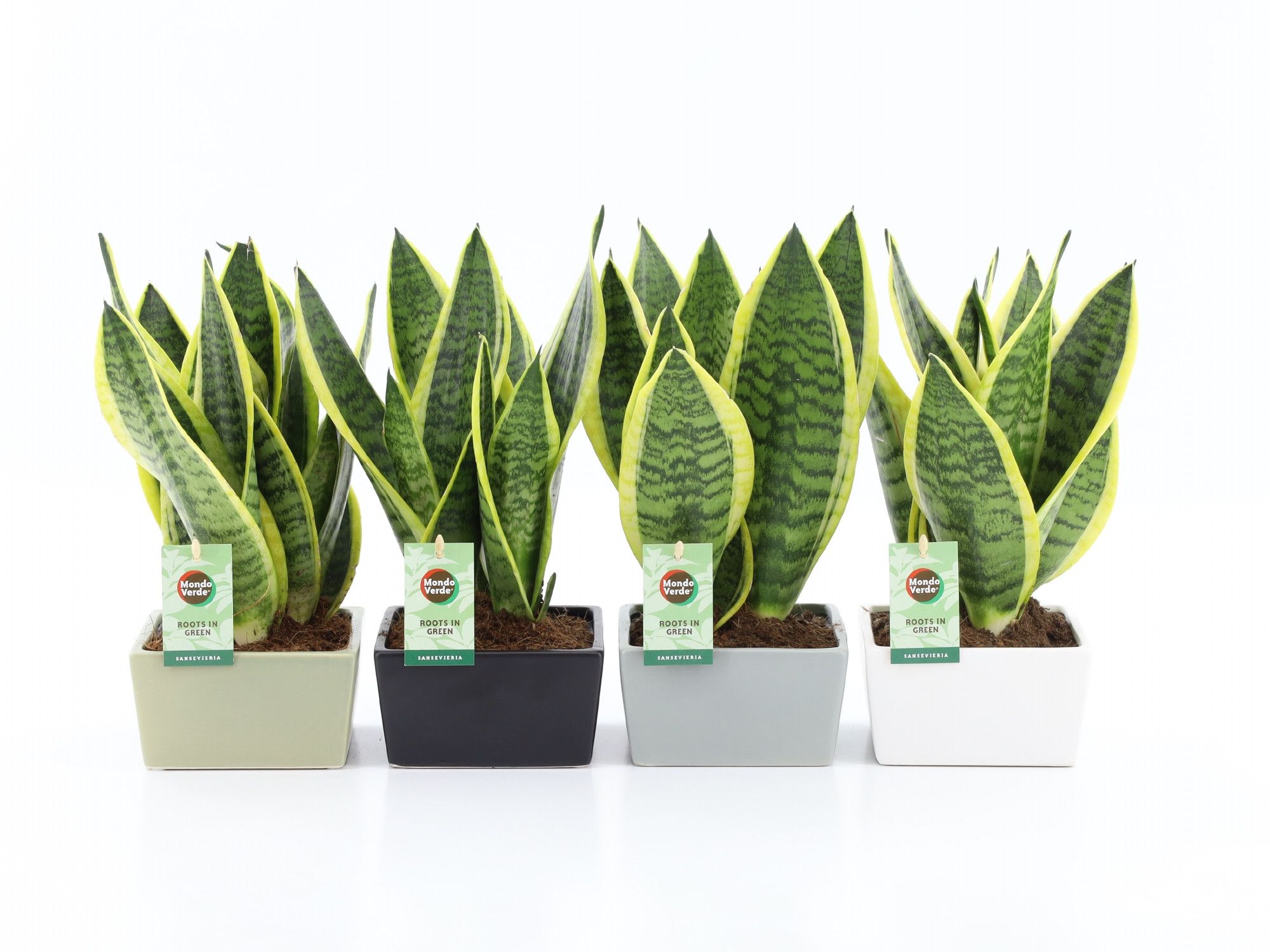 Sansevieria futura Superba in Matt Square, D 15