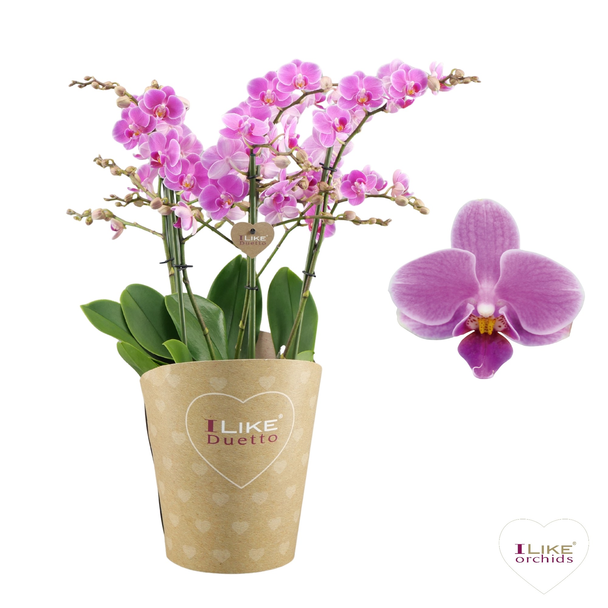 Duetto Friday Flirt Multi Paars 60+, D 17