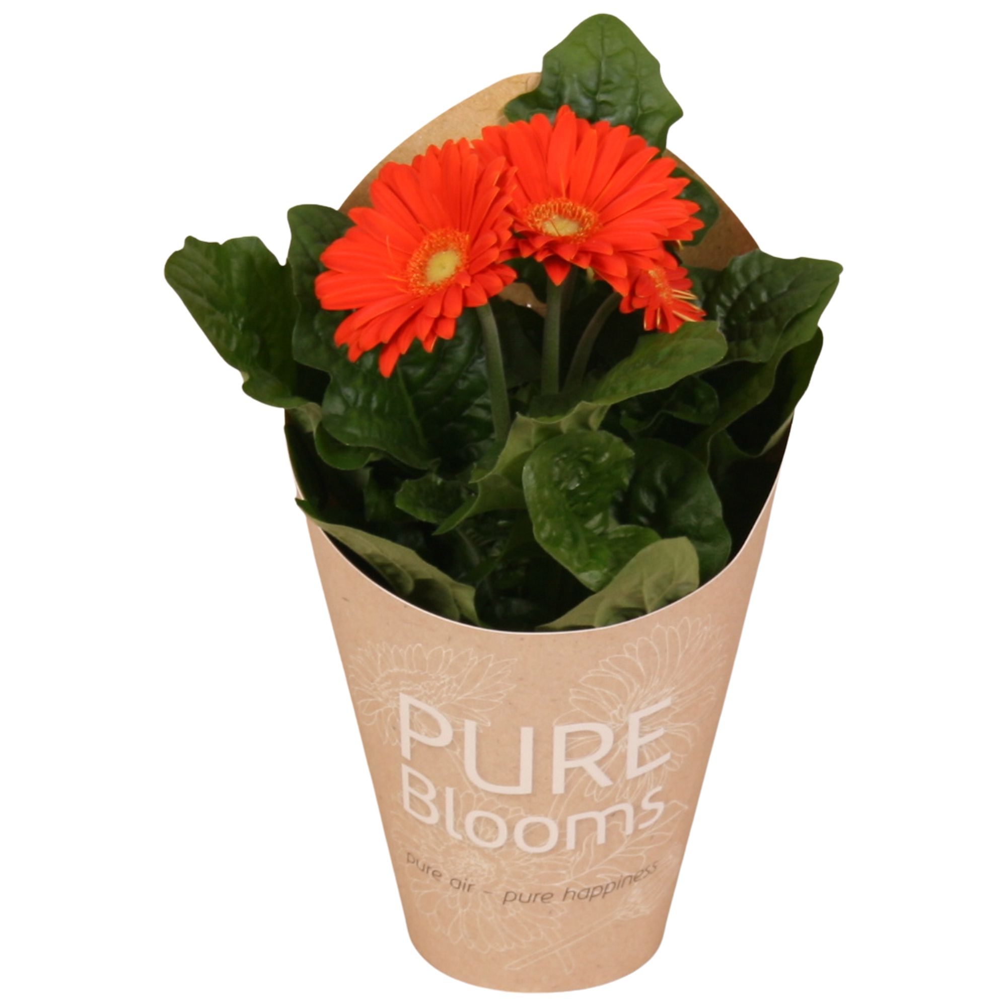 Gerbera oranje 2+ bl12 cm in Pure Blooms draagtas eco, D 12 cm
