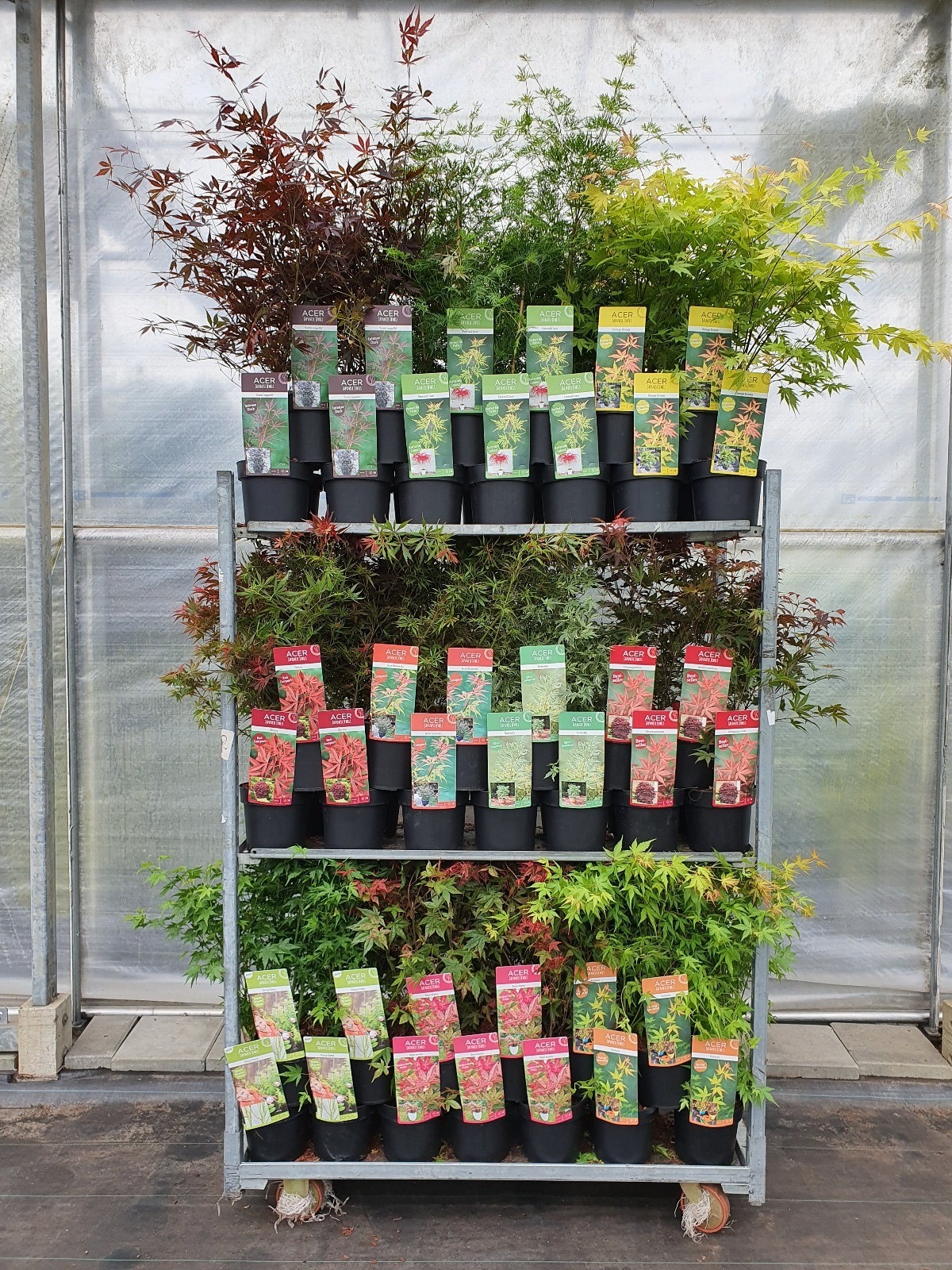 Acer palm. diverse mix volle CC, D 19